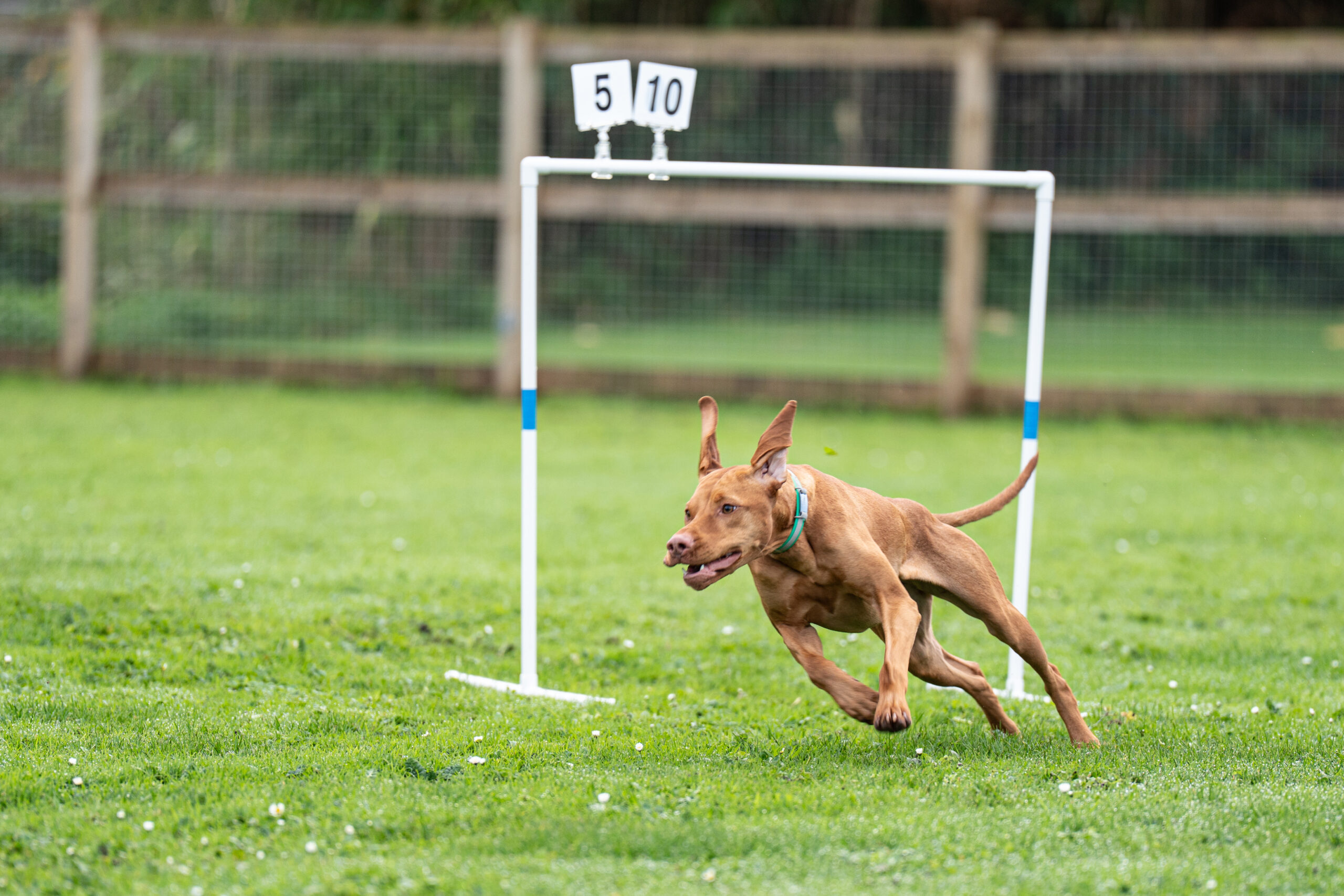 Hoopers - Show Practice & Course Running